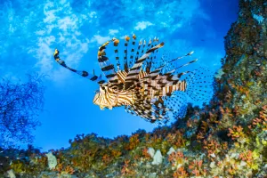 Scorpionfish Prints: Red lionfish (Pterois volitans) swimming under a coral ledge, Palau