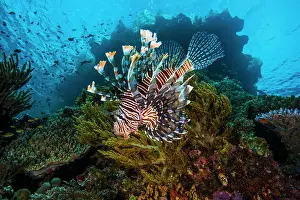 Scorpionfish Prints: Red lionfish (Pterois volitans) swimming over coral reef with Soft corals