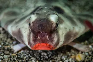 Galapagos Prints: Red-lipped batfish (Ogcocephalus darwini) portrait