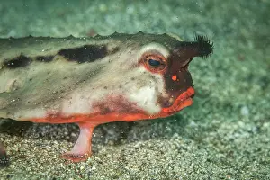 Galapagos Prints: Red-lipped batfish (Ogcocephalus darwini) portrait