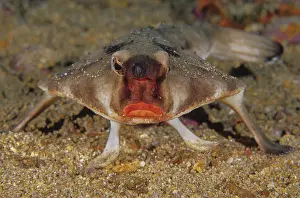 Galapagos Prints: Red-lipped batfish (Ogcocephalus darwini) portrait, Galapagos Islands, Pacific Ocean