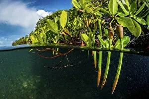 May 2021 Highlights Collection: Red mangrove (Rhizophora mangle) propagules / plantlets which become fully mature plants