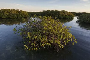 Images Dated 3rd April 2020: Red Mangrove (Rhizophora mangle) forest, Cienaga de Zapata National Park