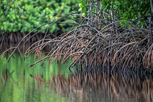 Coastal Wetland Prints: Red mangrove (Rhizophora mangle) prop roots fringing a river