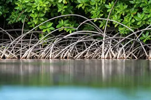 Malpighiales Prints: Red mangrove (Rhizophora mangle) roots and lower tree foliage during low tide