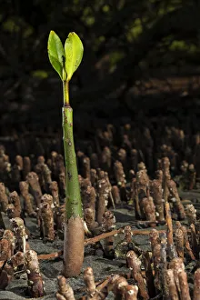 American Mangrove Gallery: Red Mangrove (Rhizophora mangle) seedling, Bahia Magdalena, Baja California Peninsula
