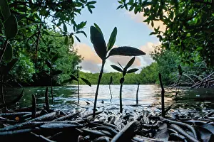 Malpighiales Prints: Red mangrove (Rhizophora mangle) seedling surrounded by settled and unsettled propagules