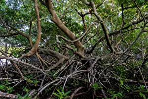 Malpighiales Prints: Red mangrove tree (Rhizophora mangle) and aerial roots at low tide, Spanish Lagoon, Aruba