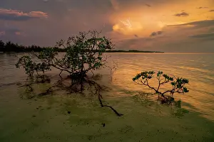 Red mangroves (Rhizophora mangle) backlit at sunset with lightning in background, Eleuthera, Bahamas, Caribbean Sea