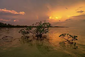 Severe Weather Prints: Red mangroves (Rhizophora mangle) backlit at sunset with lightning and rainbow in background