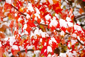 Aceraceae Gallery: Red Maple (Acer rubrum) leaves covered with early snow in autumn. Ithaca, New York, USA, October