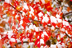 Aceraceae Prints: Red Maple (Acer rubrum) leaves covered with early snow in autumn