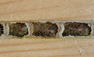 Insect House Prints: Red mason bee (Osmia bicornis) cocoons and larval droppings within nest cells sealed with mud in an insect hotel