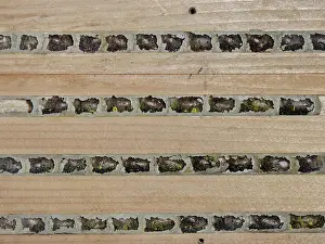 Insect House Prints: Red mason bee (Osmia bicornis) cocoons within nest cells sealed with mud in an insect hotel