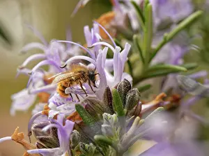 Labiatae Prints: Red mason bee (Osmia bicornis) nectaring on Rosemary (Rosmarinus officinalis) flower