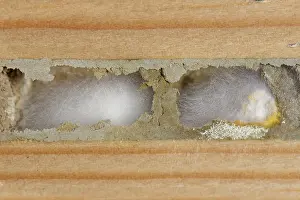 Fungi Prints: Red mason bee (Osmia bicornis) nest cells infected by a fungus in an insect hotel