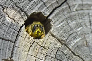 Red mason bee (Osmia rufa) female emerging from her nest hole in a drilled log within