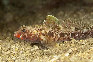 Images Dated 25th July 2009: Red mouthed goby (Gobius cruentatus) on seabed, Larvotto Marine Reserve, Monaco, Mediterranean Sea