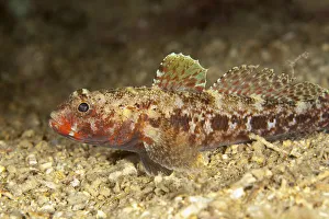 Images Dated 25th July 2009: Red mouthed goby (Gobius cruentatus) on seabed, Larvotto Marine Reserve, Monaco, Mediterranean Sea