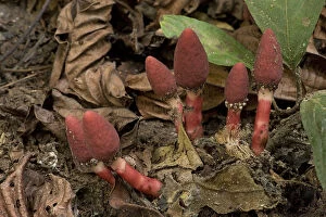 Red mucronata (Balanophora harlandii), a parasite on woody roots with flowers resembling fungi
