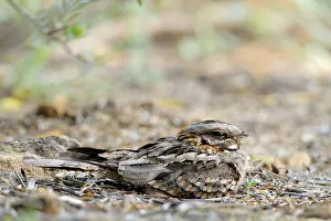 Red-necked nightjar (Caprimulgus ruficollis) on nest with eggs, Arcos de la Frontera