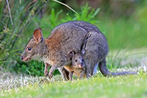 Australia Gallery: Red-necked pademelon (Thylogale thetis), female and baby, Queensland, Australia