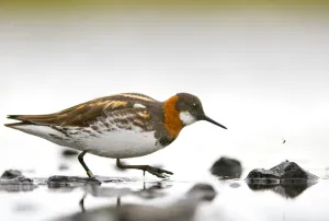 Waders Prints: Red-necked phalarope (Phalaropus lobatus) female about to strike at a fly hovering nearby