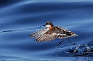 Taking Off Prints: Red-necked phalarope (Phalaropus lobatus) taking flight from water, Porvoo, Finland. May