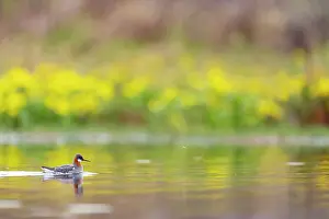 Red-necked phalarope (Phalaropus lobatus) on water, Varanger Peninsula, Finnmark, Norway. June