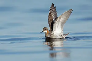 Sandpiper Prints: Red-necked phalarope (Phalaropus lobatus) on water feeding on insects