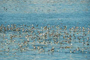 Phalaropus Prints: Red-necked phalaropes (Phalaropus lobatus) large flock taking flight from water during spring migration