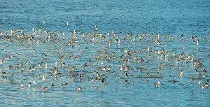 Phalaropus Prints: Red-necked phalaropes (Phalaropus lobatus) large flock on water during spring migration