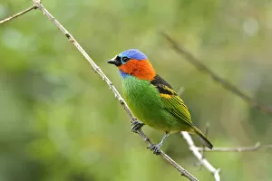 Images Dated 11th August 2014: Red-necked tanager (Tangara cyanocephala) perched, Serra Bonita Private Natural Heritage