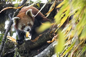 Red panda (Ailurus fulgens) in the canopy of the cloud forest habitat of Singalila National Park