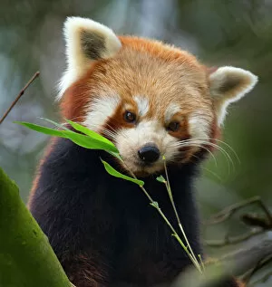 2018 October Highlights Collection: Red panda (Ailurus fulgens) captive, occurs in China