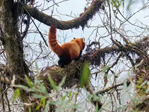 Agile Prints: Red panda (Ailurus fulgens) climbing along tree branch