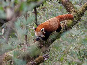 Agile Prints: Red panda (Ailurus fulgens) climbing along tree branch