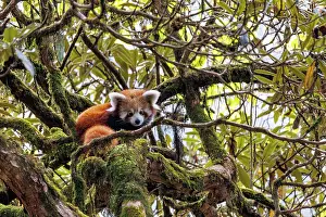 Ailuridae Prints: Red panda (Ailurus fulgens) cub looking down from tree