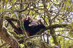 Ailuridae Prints: Two Red panda (Ailurus fulgens) cubs resting in tree