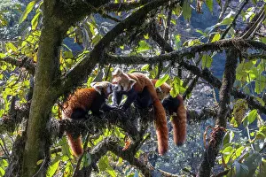 Ailuridae Prints: Three Red panda (Ailurus fulgens) cubs resting in tree