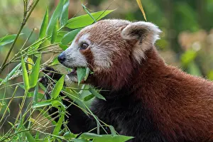 Ailuridae Prints: Red panda (Ailurus fulgens) eating bamboo