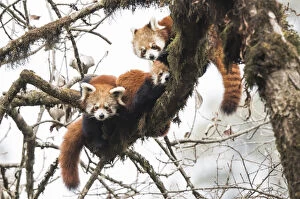 Ailurus Fulgens Gallery: Red panda (Ailurus fulgens) family, adult female and two subadult juveniles, rest