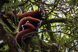 Ailuridae Prints: Red panda (Ailurus fulgens) female with two cubs in tree