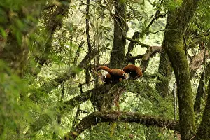 Ailuridae Prints: Red panda (Ailurus fulgens) female with two cubs in tree