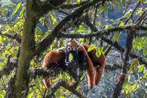 Nepal Prints: Red panda (Ailurus fulgens) female feeding cub in tree