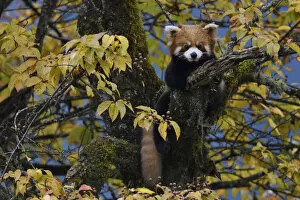 Ailurus Fulgens Gallery: Red panda (Ailurus fulgens) in the humid montane mixed forest, Laba He National Nature Reserve