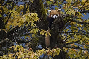 Ailurus Fulgens Gallery: Red panda (Ailurus fulgens) Laba He National Nature Reserve, Sichuan, China