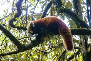 Ailuridae Prints: Red panda (Ailurus fulgens) male