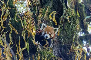 Ailuridae Prints: Red panda (Ailurus fulgens) male