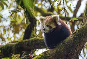 Ailuridae Prints: Red panda (Ailurus fulgens) male